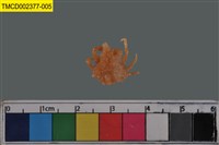 藏品(窄小并額蟹)的圖片